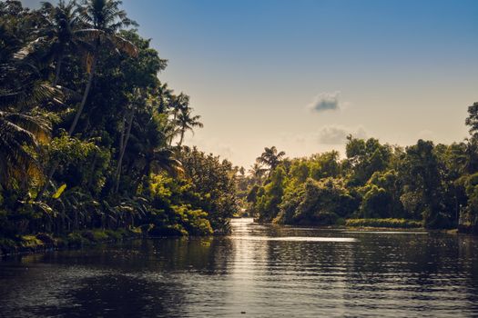 Kerala Tranquil river flowing through lush tropical forest in Kottayam, Kerala, India, showcasing nature's serenity.