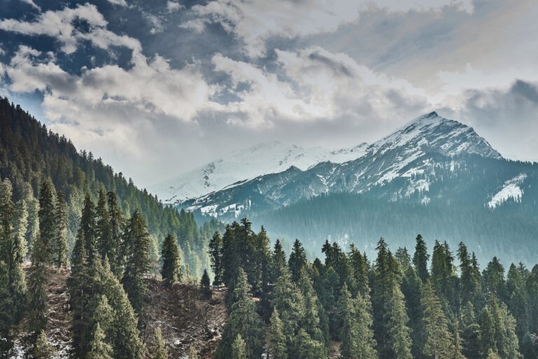 Breathtaking view of pine trees and snow-covered mountains in Shimla, India.