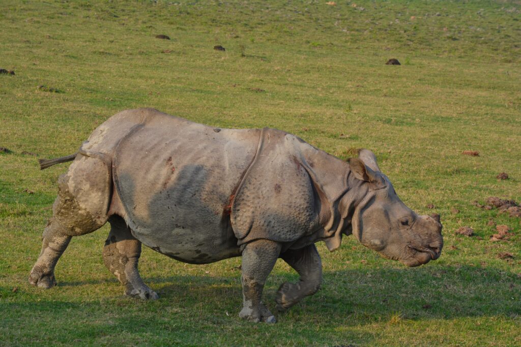 Indian rhinoceros in scenic Kaziranga National Park, Assam, India.