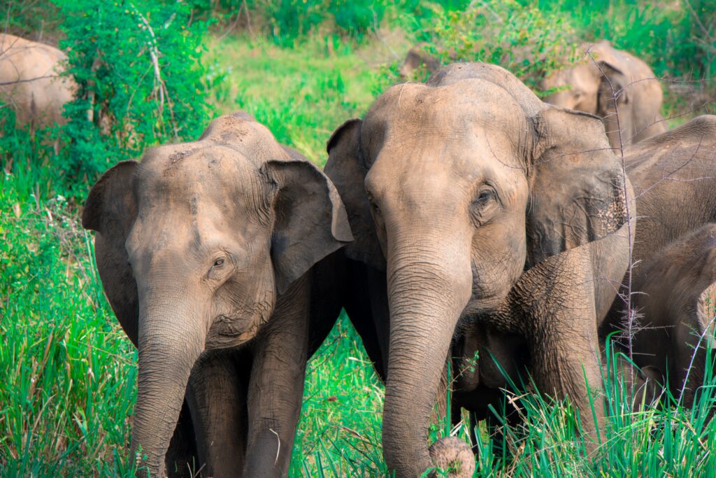 A mother and baby Asian elephant in the vibrant wilderness of Sri Lanka.